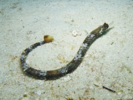 Whitenose Pipefish IMG 4524